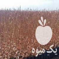 فروش نهال پسته گلدانی در مهر در گروه خرید فروش نهال - انواع گردو پسته بادام سلطانی انگور در یکمیوه