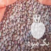 فروش برنج روغن حبوبات در مشهد در گروه خرید فروش عمده برنج - نیم دانه عنبر بو هاشمی کاظمی هندی پاکستانی در یکمیوه