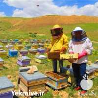 فروش دوره آموزش پرورش زنبور عسل به صورت حضوری و آنلاین در تهران در گروه مشاوره - راه اندازی بازاریابی کسب درآمد بهبود کسب و کار در یکمیوه