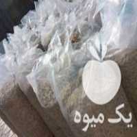 فروش تفاله چغندر در ارومیه در گروه خرید فروش عمده چغندر - قند لبویی قرمز سفید در یکمیوه