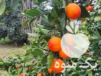 فروش پرتقال خونی در بندرگز در گروه خرید فروش عمده پرتقال - پرتقال رسمی تامسون خونی جنوب در یکمیوه -عکس1