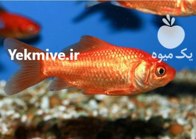 فروش عمده ماهی قرمز در شفت در گروه انواع ماهی - سالمون شیر کپور قرمز شوریده سفید گوپی مرکب در یکمیوه -عکس1