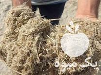 فروش تفاله گوجه تفاله جو در بیرجند در گروه خرید فروش عمده چغندر - قند لبویی قرمز سفید در یکمیوه -عکس1
