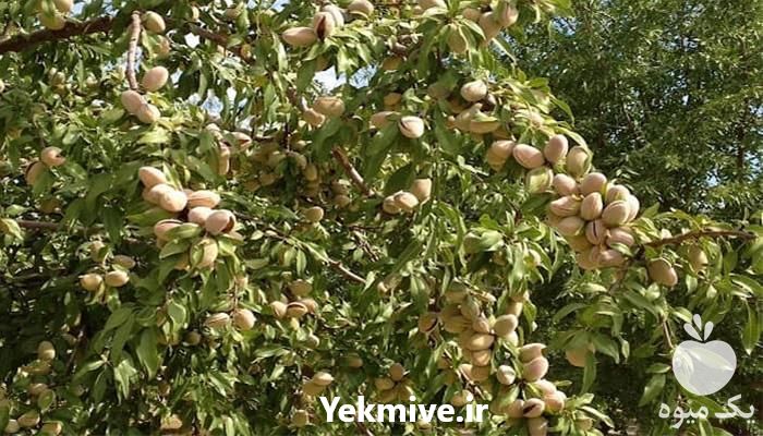 فروش نهال گردو شیلی در آذربایجان غربی در گروه خرید فروش نهال - انواع گردو پسته بادام سلطانی انگور در یکمیوه -عکس1