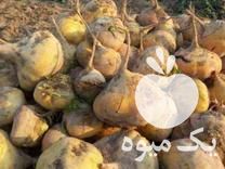 فروش شلغم و چغندر دامی بدون خاک و برگ در اصفهان در گروه خرید فروش عمده شلغم - تازه خام محصولات کشاورزی در یکمیوه -عکس1
