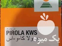 فروش بذر چغندر اورجینال در بیستون در گروه خرید فروش عمده چغندر - قند لبویی قرمز سفید در یکمیوه -عکس1