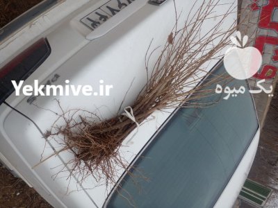 نهال درخت در زیباشهر در اصفهان در گروه خرید فروش نهال - انواع گردو پسته بادام سلطانی انگور در یکمیوه -عکس1