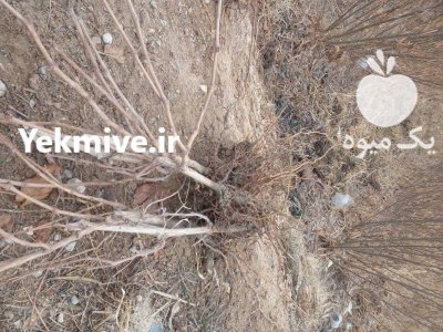 نهال درخت در زیباشهر در اصفهان در گروه خرید فروش نهال - انواع گردو پسته بادام سلطانی انگور در یکمیوه -عکس2