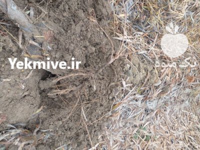 نهال درخت در زیباشهر در اصفهان در گروه خرید فروش نهال - انواع گردو پسته بادام سلطانی انگور در یکمیوه -عکس3