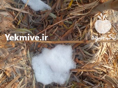 نهال درخت در زیباشهر در اصفهان در گروه خرید فروش نهال - انواع گردو پسته بادام سلطانی انگور در یکمیوه -عکس4