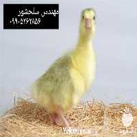 فروش جوجه غاز دو رگ در خراسان جنوبی در گروه مرغ و خروس و بوقلمون و اردک قو قاز در یکمیوه