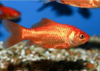 فروش عمده ماهی قرمز در شفت در گروه انواع ماهی - سالمون شیر کپور قرمز شوریده سفید گوپی مرکب در یکمیوه