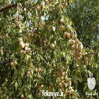 فروش نهال گردو شیلی در آذربایجان غربی در گروه خرید فروش نهال - انواع گردو پسته بادام سلطانی انگور در یکمیوه