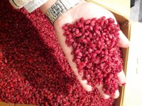 فروش زرشک دانه اناری و زرشک پفکی در ارومیه در گروه خرید و فروش زرشک در یکمیوه