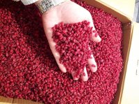 زرشک پفکی در رشت در گیلان در گروه خرید و فروش زرشک در یکمیوه