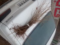 نهال درخت در زیباشهر در اصفهان در گروه خرید فروش نهال - انواع گردو پسته بادام سلطانی انگور در یکمیوه