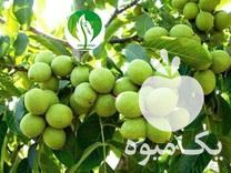 فروش مرغوبترین نهال گردو چندلر در تهران در گروه خرید فروش نهال - انواع گردو پسته بادام سلطانی انگور در یکمیوه -عکس1
