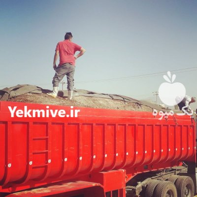 فروش کود مرغ سالنی در کرمان  در گروه خرید فروش کود و مواد شیمیایی - اوره پتاس مرغی کمپوست آهن در یکمیوه -عکس2