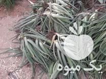 فروش پاجوش آلوئه ورا در لامرد در گروه خرید فروش عمده گیاهان زینتی - گرمسیری آپارتمانی باغچه آب در یکمیوه -عکس1