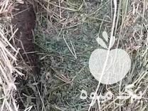 فروش خوراک دام در باغستان در گروه خوراک دام و طیور - پرواری شیری علوفه یونجه در یکمیوه -عکس1