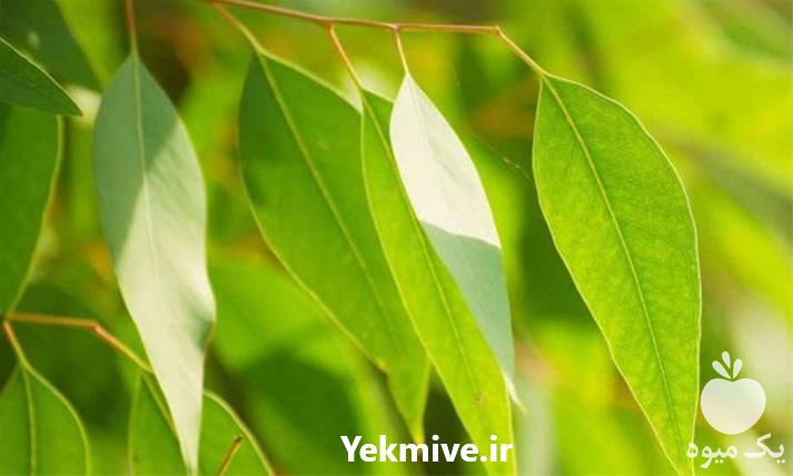 فروش عرق اکالیپتوس مصرف مرغداری های کشور در اصفهان در گروه انواع عرقیجات - گیاهی تصفیه فروش در یکمیوه -عکس1