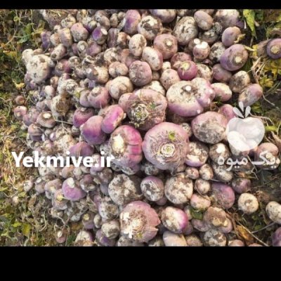 شلغم و چغندر مخصوص گاو گوسفند در کاشان در گروه خوراک دام و طیور - پرواری شیری علوفه یونجه در یکمیوه -عکس1