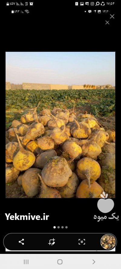 شلغم و چغندر مخصوص گاو گوسفند در کاشان در گروه خوراک دام و طیور - پرواری شیری علوفه یونجه در یکمیوه -عکس3