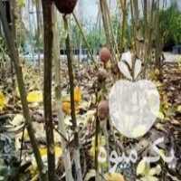 فروش  نهال گردو  در تهران در گروه خرید فروش نهال - انواع گردو پسته بادام سلطانی انگور در یکمیوه