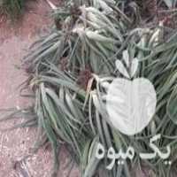 فروش پاجوش آلوئه ورا در لامرد در گروه خرید فروش عمده گیاهان زینتی - گرمسیری آپارتمانی باغچه آب در یکمیوه