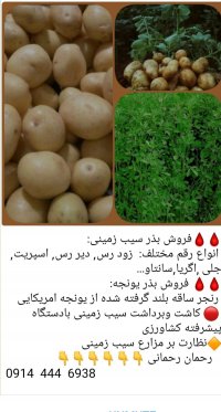 سیب زمینی سیفی جات فرنگی جات در آذربایجان غربی در گروه خرید فروش عمده سیب زمینی - زودرس دیررس آگریا اسپریت اردبیل همدان در یکمیوه