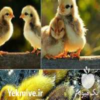 فروش انواع جوجه مرغ و جوجه اردک صغیر از تولید به مصرف در ورامین در گروه مرغ و خروس و بوقلمون و اردک قو قاز در یکمیوه