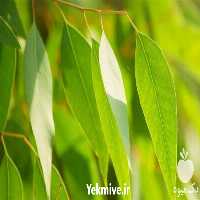 فروش عرق اکالیپتوس مصرف مرغداری های کشور در اصفهان در گروه انواع عرقیجات - گیاهی تصفیه فروش در یکمیوه