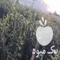 فروش انواع نهال مرکبات و سیاه ریشه در گتاب در گروه خرید فروش نهال - انواع گردو پسته بادام سلطانی انگور در یکمیوه