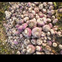 شلغم و چغندر مخصوص گاو گوسفند در کاشان در گروه خوراک دام و طیور - پرواری شیری علوفه یونجه در یکمیوه