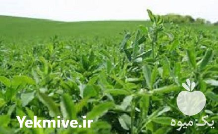 فروش بذر یونجه همدانی در تهران در گروه خرید فروش بذر - انواع محصول کشاورزی گوجه کتان میوه درخت در یکمیوه -عکس1