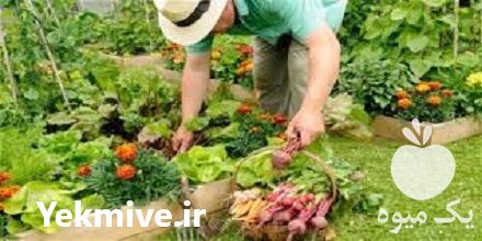 فروش بذر سبزی در تهران در گروه خرید فروش بذر - انواع محصول کشاورزی گوجه کتان میوه درخت در یکمیوه -عکس1