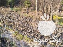 فروش نهال کیوی خونی و هایوارد در تنکابن در گروه خرید فروش نهال - انواع گردو پسته بادام سلطانی انگور در یکمیوه -عکس1