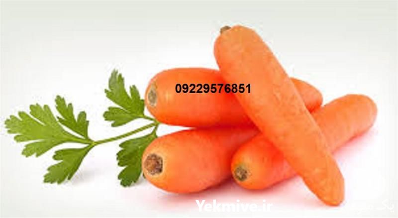 فروش عمده بذر هویج در سمنان در گروه خرید فروش بذر - انواع محصول کشاورزی گوجه کتان میوه درخت در یکمیوه -عکس1