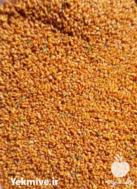 خرید و فروش انواع بذر کشاورزی ایرانی و خارجی در کبودرآهنگ در گروه خرید فروش بذر - انواع محصول کشاورزی گوجه کتان میوه درخت در یکمیوه -عکس1