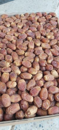 فروش عمده خرما زاهدی در قائم شهر در گروه خرید فروش عمده خرما - کبکاب تازه زاهدی خشک خارک در یکمیوه