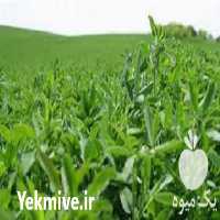 فروش بذر یونجه همدانی در تهران در گروه خرید فروش بذر - انواع محصول کشاورزی گوجه کتان میوه درخت در یکمیوه