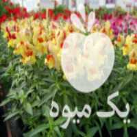 فروش بذر گل و گیاهان زینتی در تهران در گروه خرید فروش بذر - انواع محصول کشاورزی گوجه کتان میوه درخت در یکمیوه