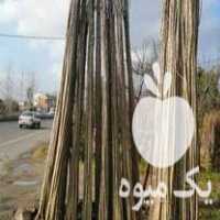فروش تولید و عرضه نهال اصلاح شده صنوبر دلتوئیدیس در آستانه اشرفیه در گروه خرید فروش نهال - انواع گردو پسته بادام سلطانی انگور در یکمیوه