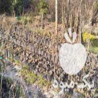 فروش نهال کیوی خونی و هایوارد در تنکابن در گروه خرید فروش نهال - انواع گردو پسته بادام سلطانی انگور در یکمیوه