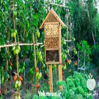 خرید نهال آلو در سمنان در گروه خرید فروش نهال - انواع گردو پسته بادام سلطانی انگور در یکمیوه