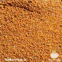 خرید و فروش انواع بذر کشاورزی ایرانی و خارجی در کبودرآهنگ در گروه خرید فروش بذر - انواع محصول کشاورزی گوجه کتان میوه درخت در یکمیوه