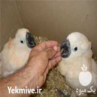 فروش و تخصصی تخم نطفه دار طوطیسانان در ارومیه در گروه انواع تخم ها - مرغ بوقلمون پرنده عمده کشاورزی در یکمیوه