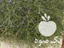 فروش گیاهان دارویی در اصفهان در گروه خرید فروش عمده گیاهان دارویی - معطر خشک خواص دار در یکمیوه -عکس1