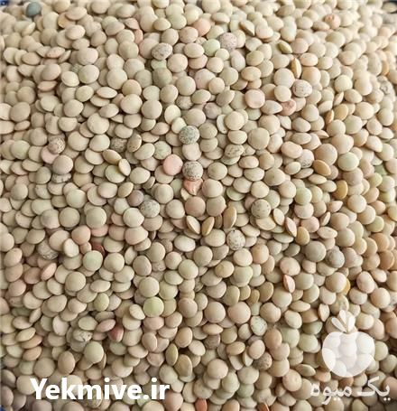 فروش پخش عدس اردبیل و عرضه حبوبات عدس در گروه خرید فروش عمده نخود - فرنگی خام سبز فروش عمده در یکمیوه -عکس1