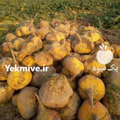 چغندر شلغم دامی بدون خاک برگ در کاشان در گروه خوراک دام و طیور در یکمیوه -عکس1
